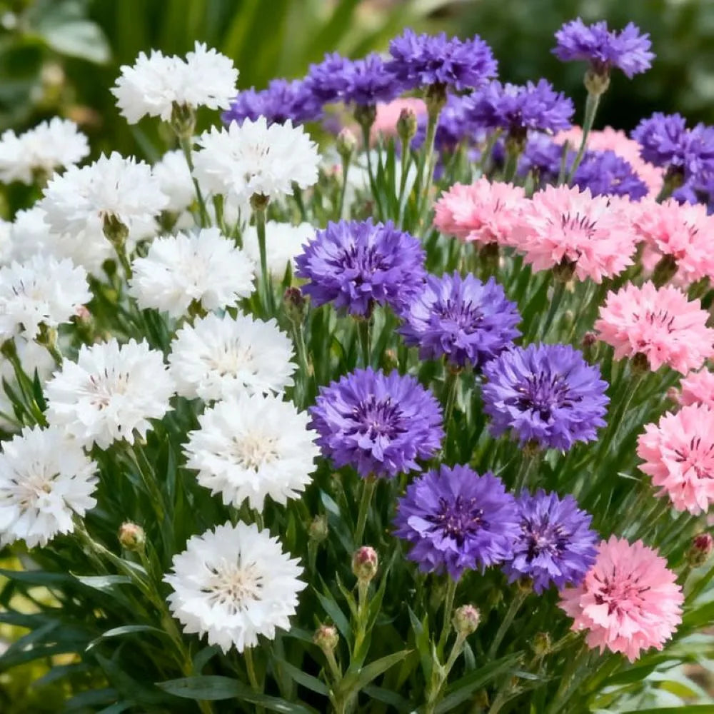 🌱Premium Cornflower Seeds(Assorted Colors)🌸